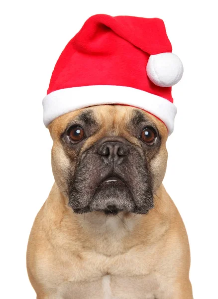Närbild Fransk Bulldog Santa Röd Hatt Isolerade Djur Jultema — Stockfoto