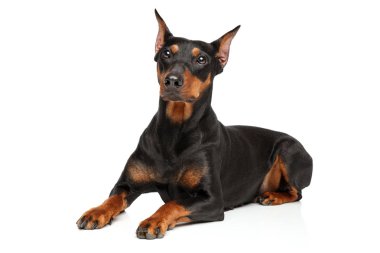 Çok güzel Alman Pinscher köpek beyaz arka plan üzerinde yalan. Animal Temalar