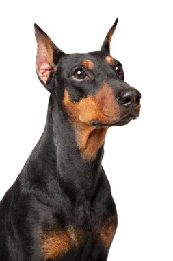 Alman Pinscher sadakatle izliyor. Beyaz arka plan üzerinde izole portre