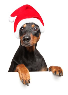 Alman Pinscher Santa kırmızı şapkalı beyaz arka plan üzerinde izole afiş yukarıda. Noel hayvan Tema
