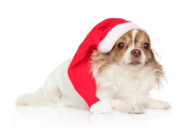 Chihuahua beyaz arka plan önünde yalan Santa kırmızı şapkalı. Noel hayvan Tema