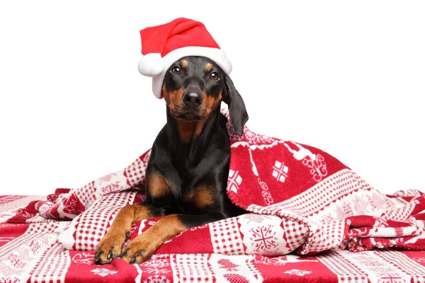 Chapeau Allemand Pinscher Santa Red Couché Sous Couverture Thème Animaux — Photo