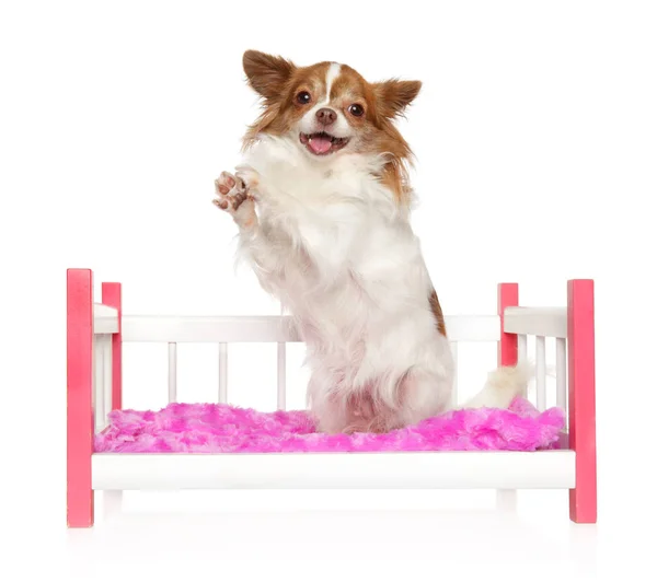 Feliz Perro Chihuahua Posando Cama Juguete Retrato Sobre Fondo Blanco —  Fotos de Stock