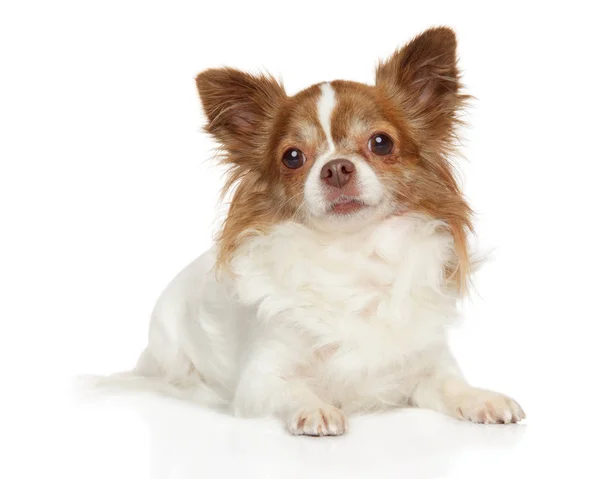 Portret Młodego Chihuahua Białym Tle Zwierzęce Motywy — Zdjęcie stockowe