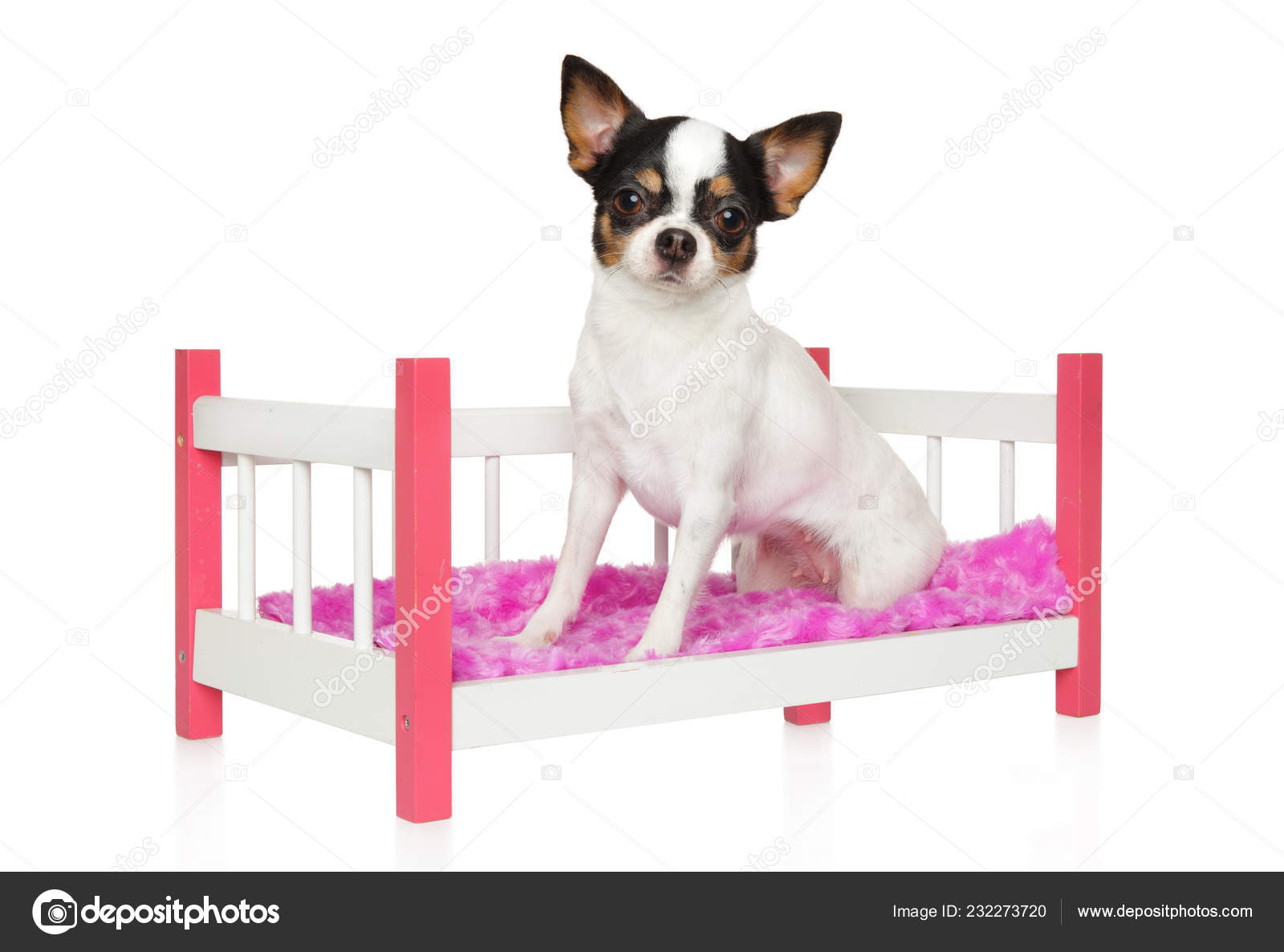 5 251 Chihuahua Baby Stock Photos Free Royalty Free Chihuahua Baby Images Depositphotos