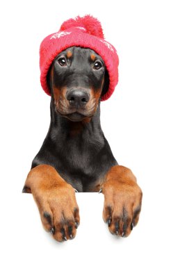 Şirin Dobermann Pinscher Santa Hat afiş, beyaz arka plan üzerinde izole yukarıda. Noel hayvan Tema