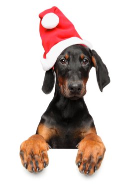 Genç bir Doberman köpek yavrusu Santa Hat afiş, beyaz arka plan üzerinde izole yukarıda portresi