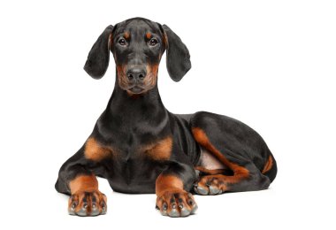 Beyaz bir arka plan üzerinde genç bir Doberman köpek yavrusu portresi. Animal Temalar