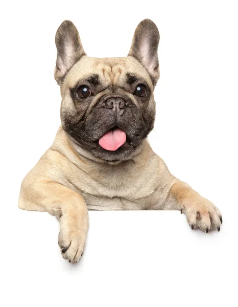 Französische Bulldogge Über Banner Isoliert Auf Weißem Hintergrund Tierthemen — Stockfoto