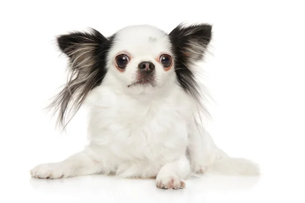 Black White Chihuahua Pup Liggend Voor Witte Achtergrond Baby Dier — Stockfoto