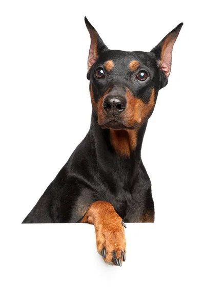 Närbild Porträtt Tyska Pinscher Ovan Banner Isolerad Vit Bakgrund Djur — Stockfoto