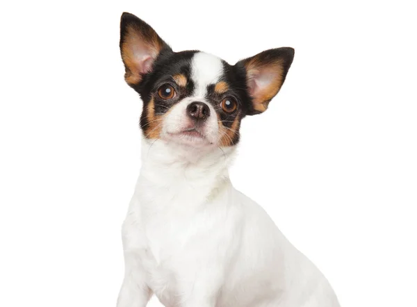 白い背景の上の若いチワワ犬子犬のクローズ アップの肖像画 動物関連 — ストック写真