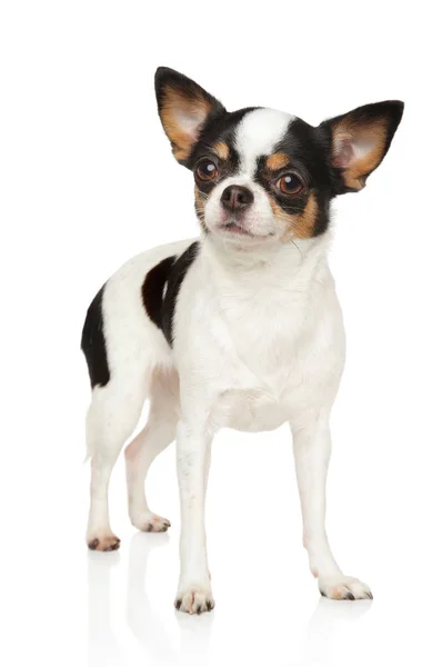 Portrait Young Chihuahua Dog Stand White Background Animal Themes — Stock Photo, Image