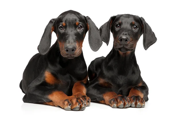 Twee Jonge Dobermann Pups Liggen Een Witte Achtergrond Dierlijke Thema — Stockfoto