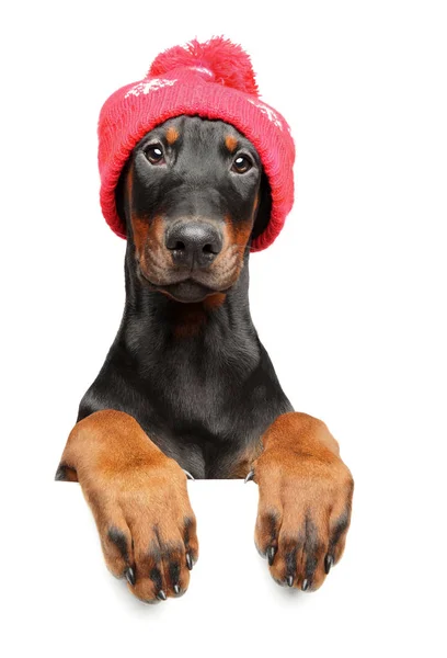 Niedlicher Dobermann Pinscher Mit Weihnachtsmütze Über Banner Isoliert Auf Weißem — Stockfoto