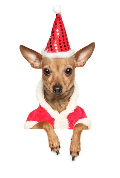 Zabawny Pies Chihuahua Zimowe Ubrania Santa Czerwony Kapelusz Białym Tle — Zdjęcie stockowe