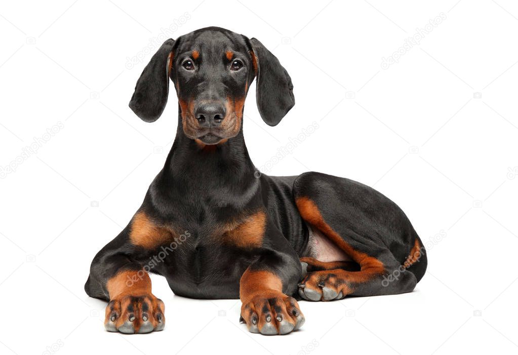 Portrait of a young Doberman puppy on a white background. Animal themes
