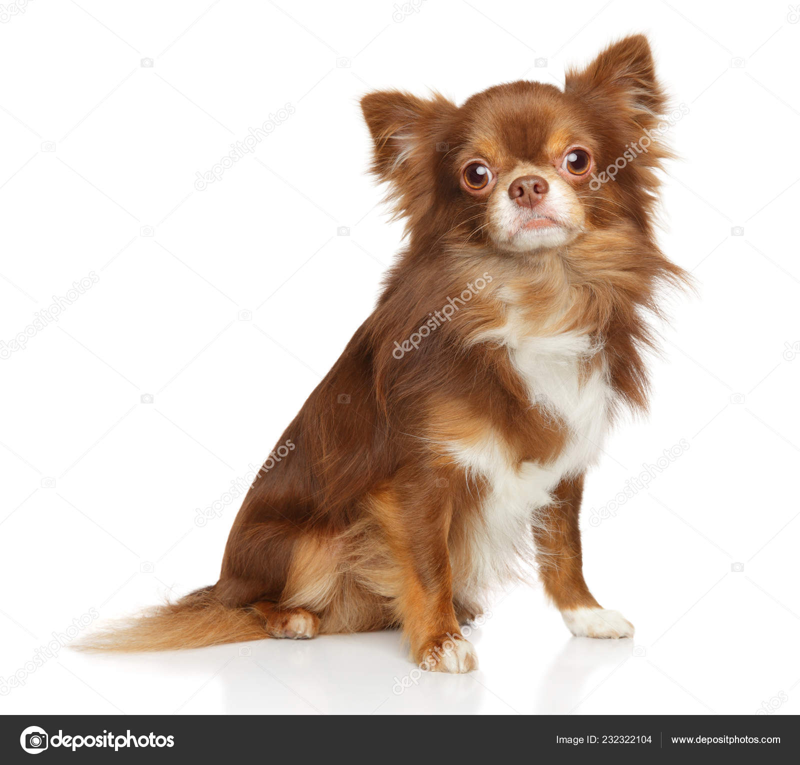 Adorable Brown Longhaired Mexican Chihuahua Dog Sits Front White