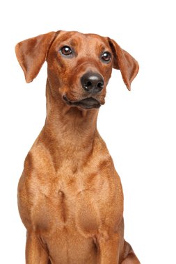 Bir genç kahverengi Alman Pinscher, beyaz arka plan üzerinde önden görünüm izole portresi. Animal Temalar