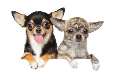 Beyaz bir arka plan üzerinde mutlu küçük köpek Chihuahua. Bebek hayvan Tema