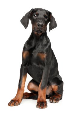 Beyaz arka plan üzerinde genç bir Doberman portresi. Animal Temalar
