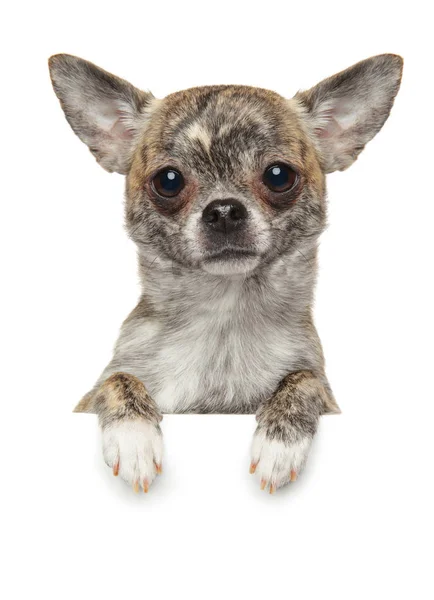 Cachorro Chihuahua Encima Pancarta Aislado Sobre Fondo Blanco Tema Bebé —  Fotos de Stock