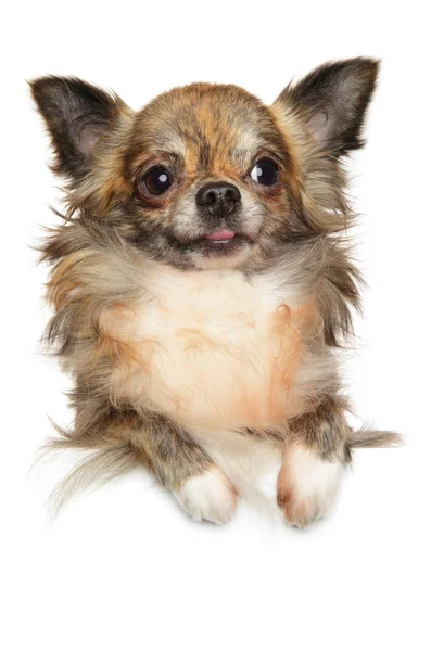 Lindo Perro Chihuahua Pelo Largo Posando Encima Bandera Sobre Fondo —  Fotos de Stock