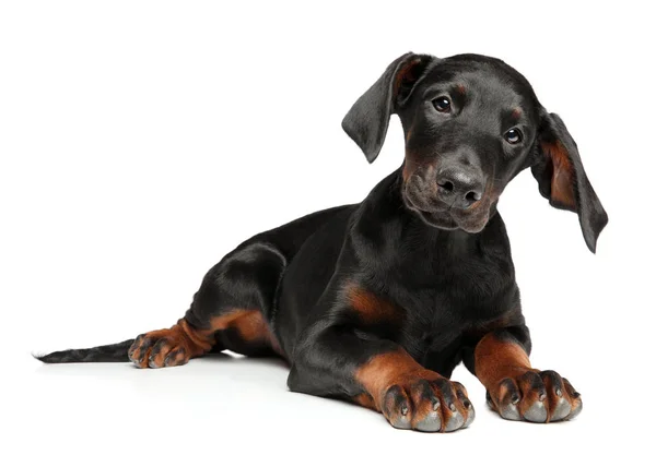 Retrato Filhote Cachorro Surpreso Doberman Deitado Sobre Fundo Branco Temas — Fotografia de Stock