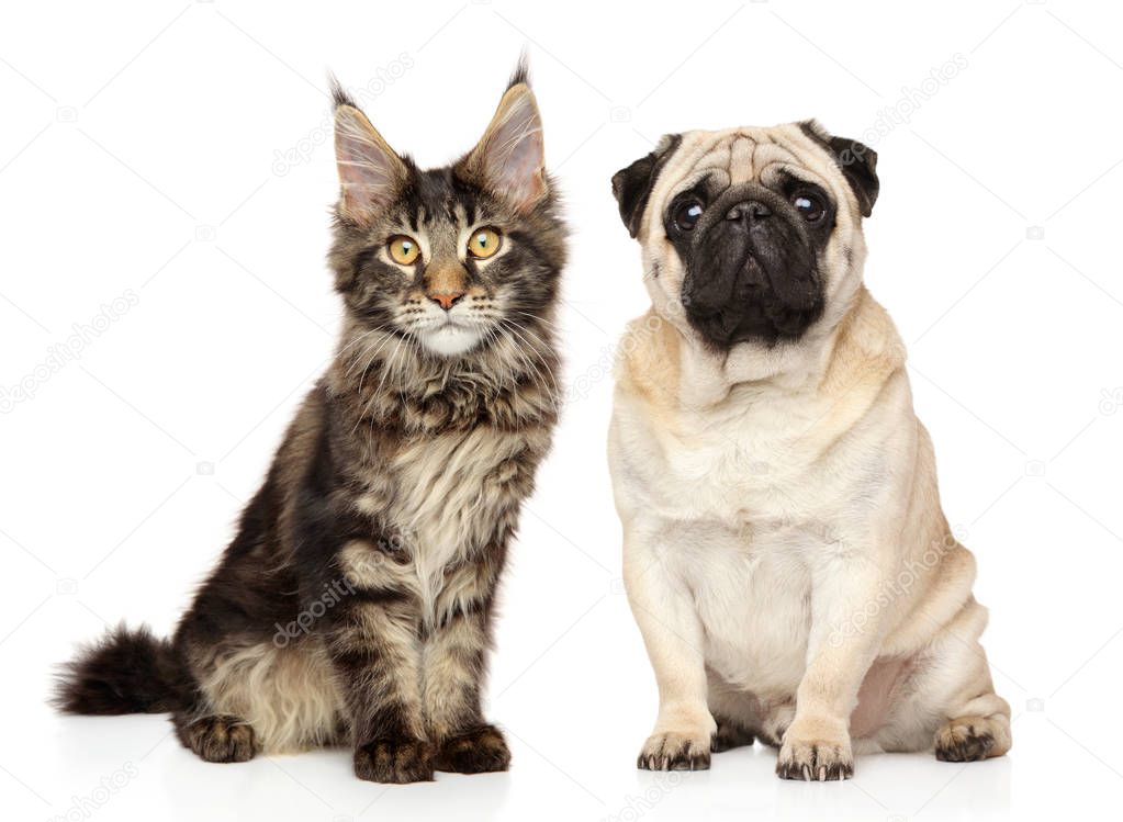 Cat and Dog together on white background. Animal themes