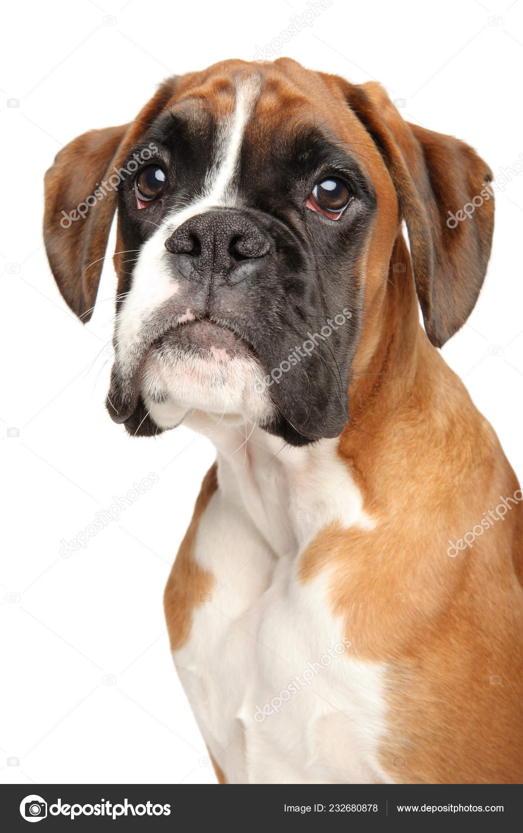 Portrait Cute Boxer Dog Puppy Isolated White Background Animal ...