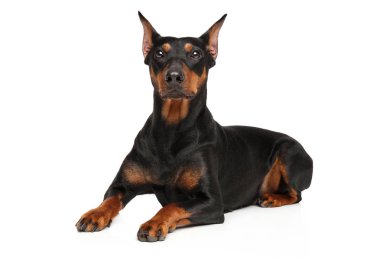 Beyaz arka plan önünde yatan genç bir Alman Pinscher portresi