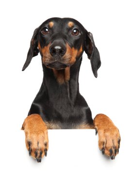 Sevimli Alman Pinscher köpek afiş, beyaz arka plan üzerinde izole yukarıda. Animal Temalar