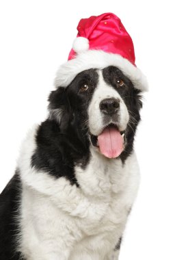 Noel Baba kırmızı şapkalı beyaz bir arka plan üzerinde büyük bir Alabai köpek portresi. Noel hayvan Tema