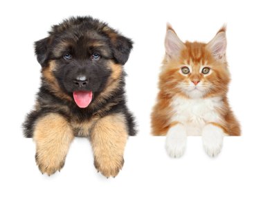 Mutlu köpek ve kedi beyaz arka plan üzerinde izole afiş, yukarıda