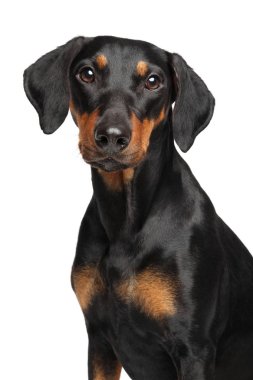 Beyaz zemin üzerinde bir genç Alman Pinscher portresi. Animal Temalar