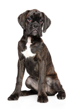 Güzel beyaz bir arka plan üzerinde genç bir Alman boksör köpek portresi