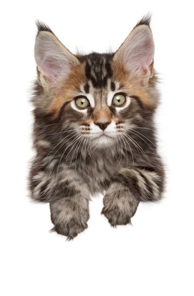 Maine Coon Banner Isoleret Hvid Baggrund Baby Dyr Tema - Stock-foto