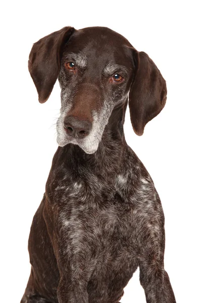 Portrait Aged German Shorthaired Pointer Kurzhaar Front White Background — Stock Photo, Image