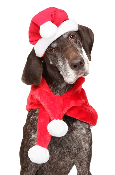 German Shorthaired Pointer Santa Red Hat Isolated White Christmas Animals — Stock Photo, Image