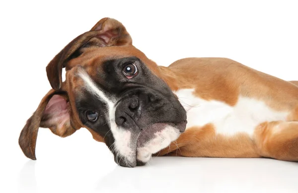 Young Funny Boxer Puppy Resting Close Portrait Front White Background — Stock Photo, Image