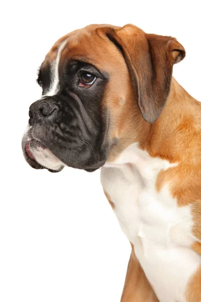 Perfil Retrato Cachorro Boxer Aislado Sobre Fondo Blanco Tema Bebé — Foto de Stock