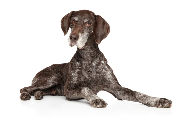 Leeftijd Kurzhaar Hond Liggen Voor Witte Achtergrond Dierlijke Thema — Stockfoto