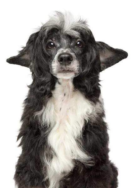 Beyaz Arka Plan Üzerinde Izole Üzücü Bir Çin Tepeli Köpek — Stok fotoğraf