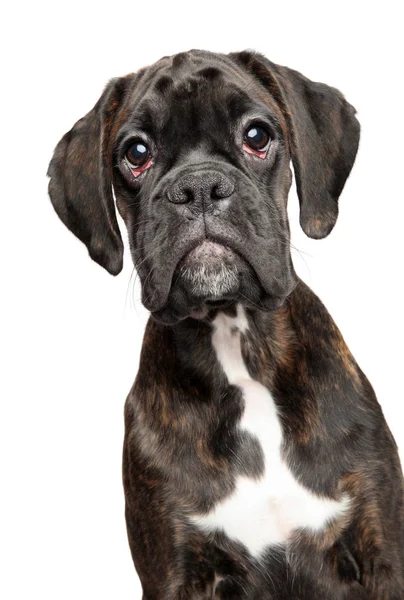 Funny Portrait Beautiful Young Black German Boxer Dog Isolated White — Stock Photo, Image