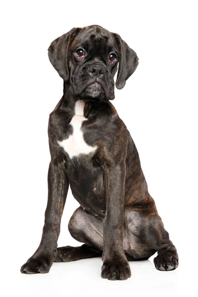 Beau Portrait Jeune Chien Boxer Allemand Sur Fond Blanc — Photo