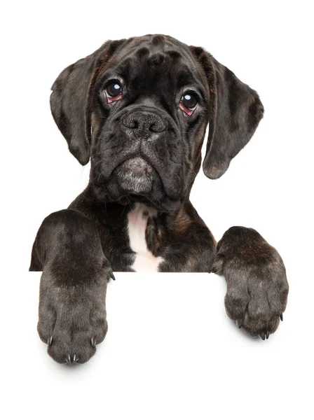 可爱的黑色年轻德国拳击手狗在横幅之上 查出在白色背景 动物主题 — 图库照片
