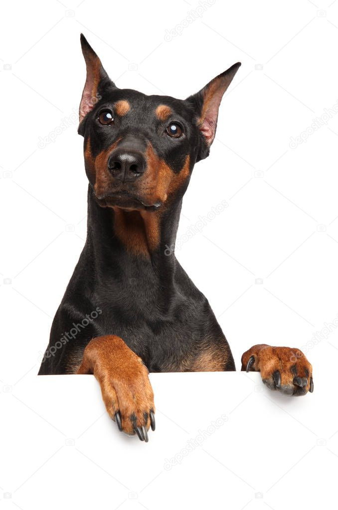 Pinscher dog. Surprised look. portrait above banner, isolated on white background