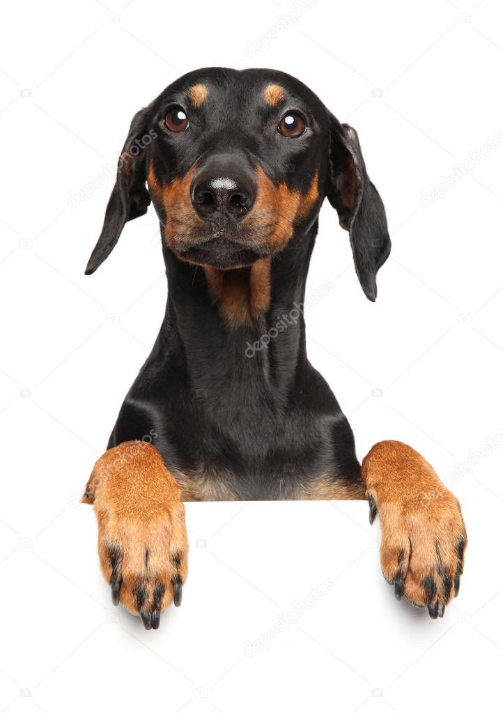 Cute German Pinscher puppy above banner, isolated on white background. Animal themes