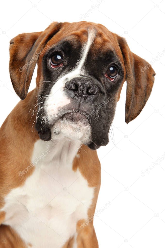 Close-up portrait of a young sad German Boxer puppy on a white background, front view