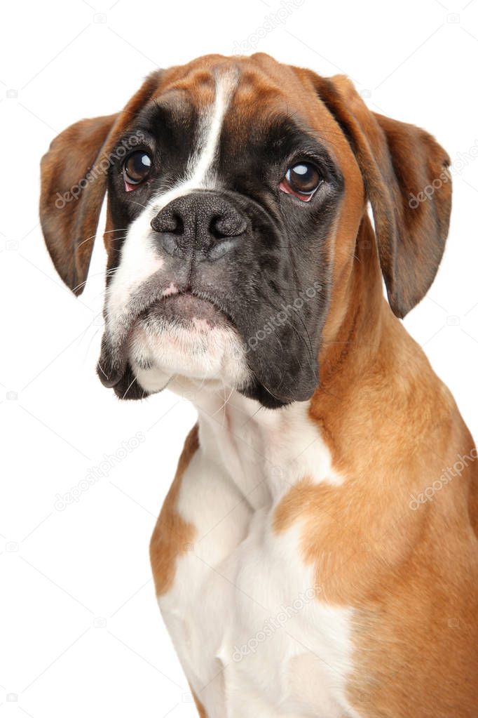Portrait of cute Boxer dog puppy, isolated on white background. Animal themes